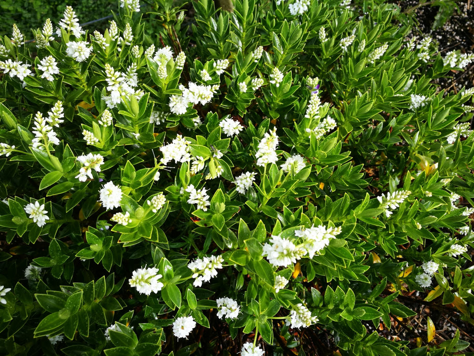Hebe treadwellii