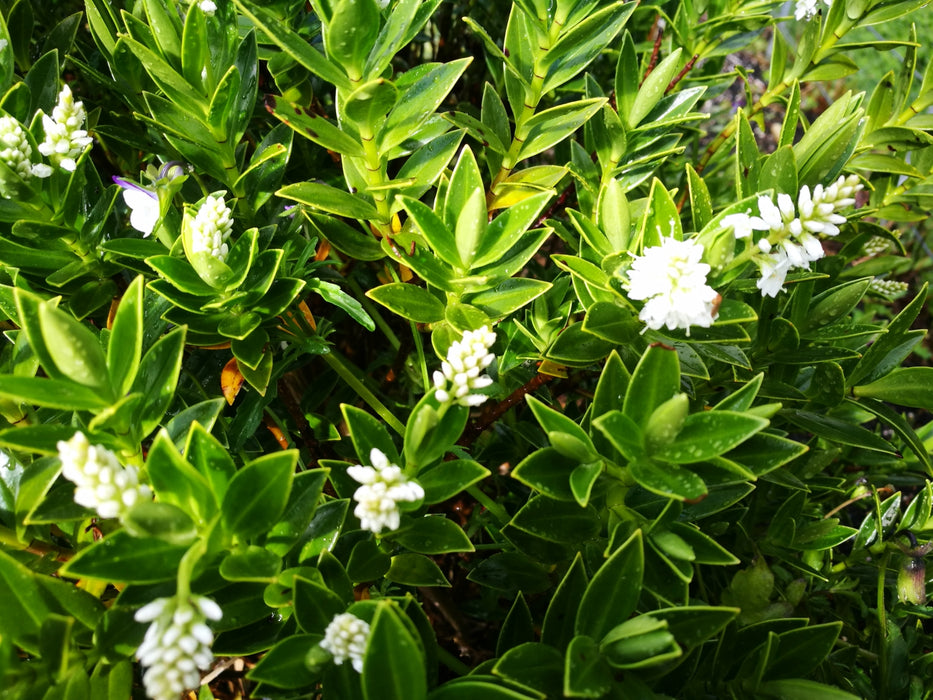 5x Hebe treadwellii - $5.99 each