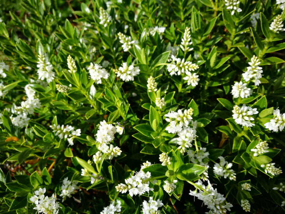5x Hebe treadwellii - $5.99 each