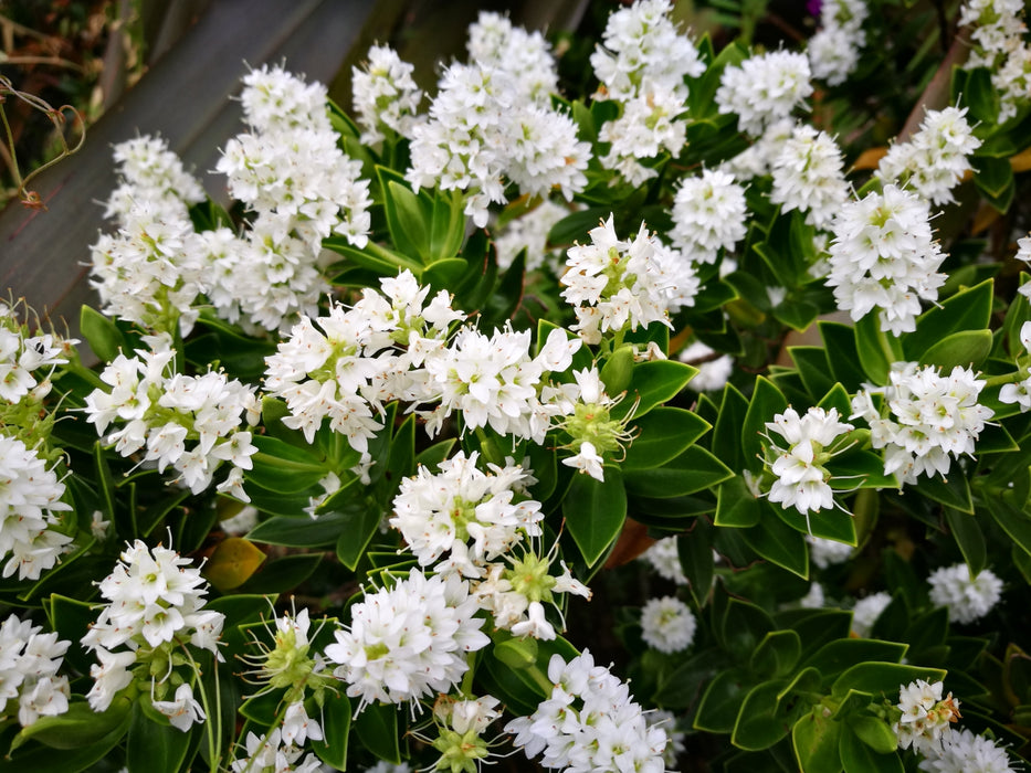 5x Hebe treadwellii - $5.99 each