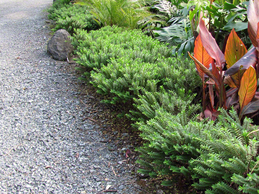 5x Hebe Venustula - $5.99 each