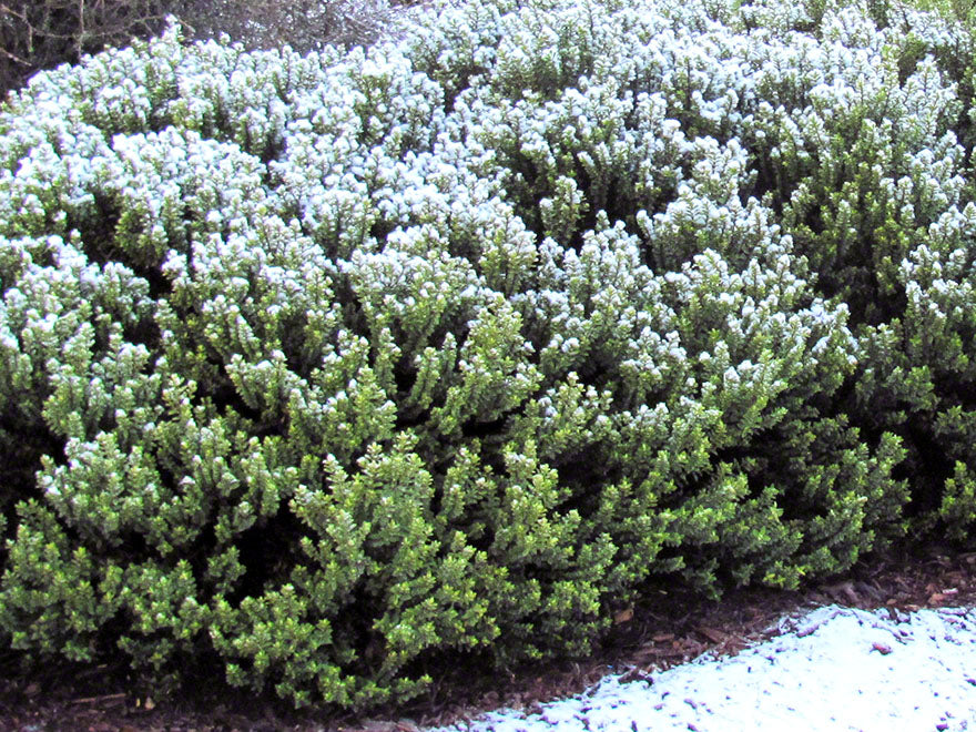 5x Hebe Venustula - $5.99 each