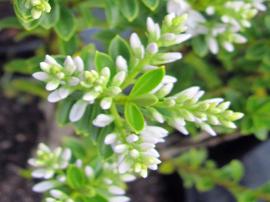 25x Hebe Venustula - $4.99 each