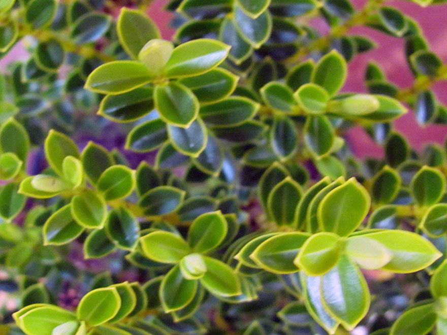 25x Hebe Venustula - $4.99 each