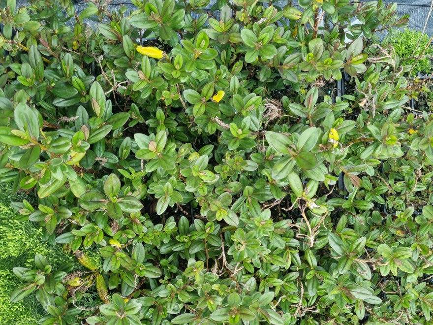 10x Hebe Violet Miekle - $1.99 each