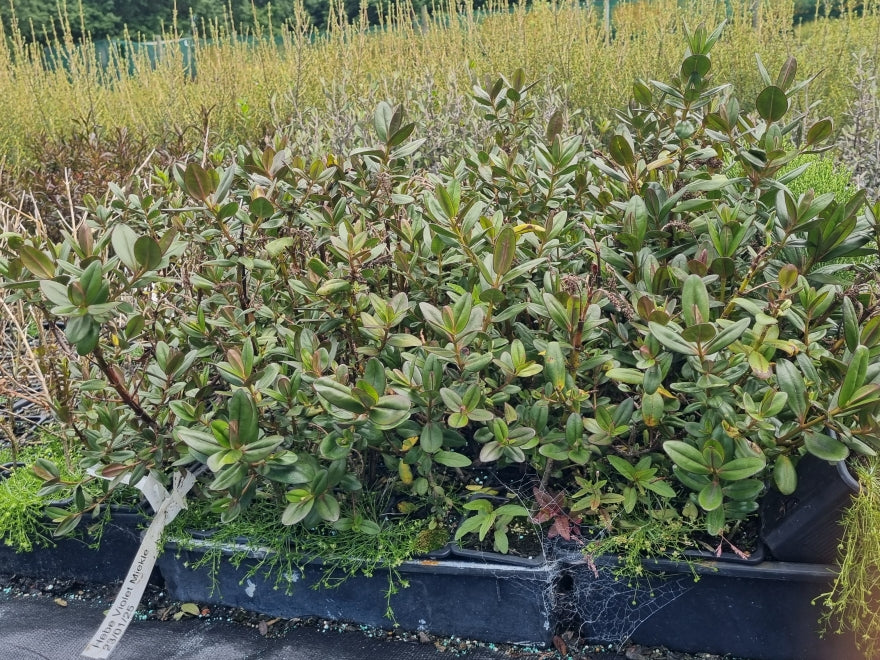 10x Hebe Violet Miekle - $1.99 each