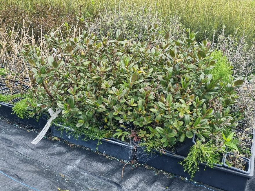 10x Hebe Violet Miekle - $1.99 each