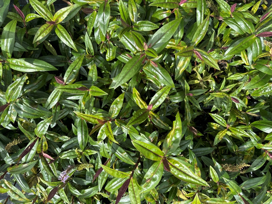 10x Hebe Wiri Blush - $1.99 each