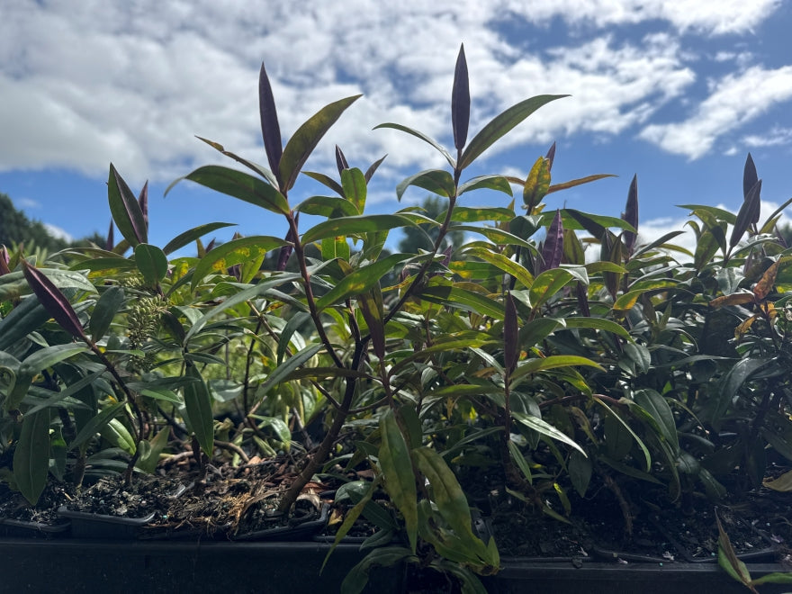 10x Hebe Wiri Blush - $1.99 each