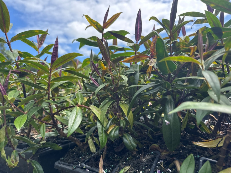 10x Hebe Wiri Blush - $1.99 each