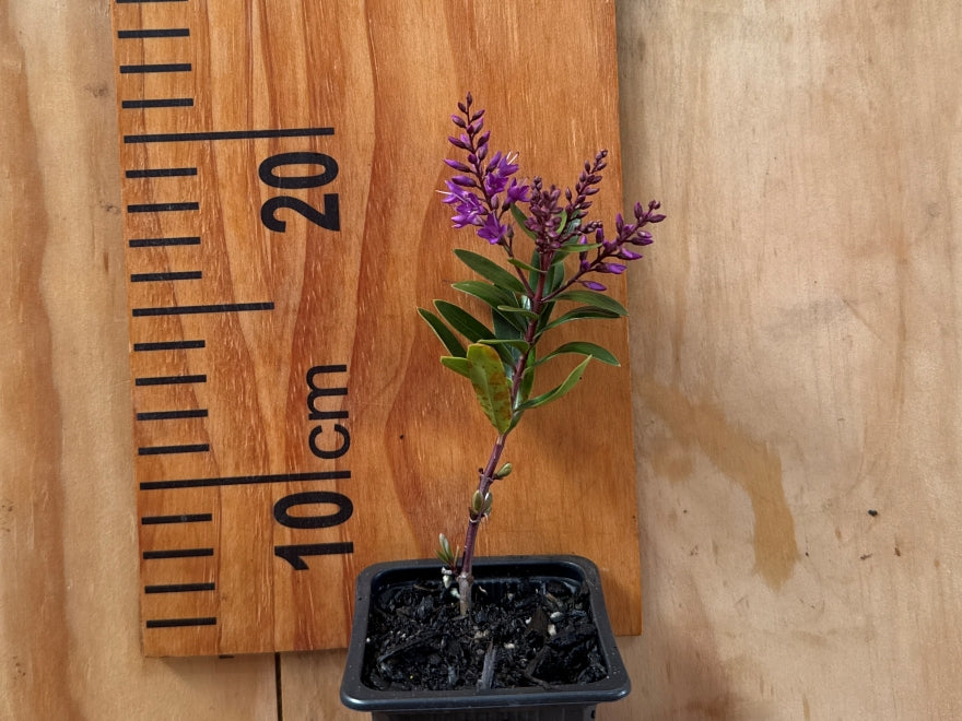 5x Hebe Wiri Charm - $5.99 each