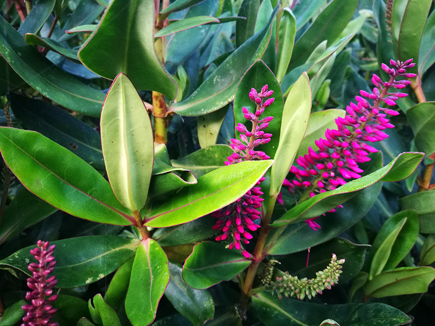 25x Hebe Wiri Gem - $4.99