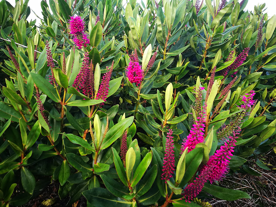 5x Hebe Wiri Gem - $5.99