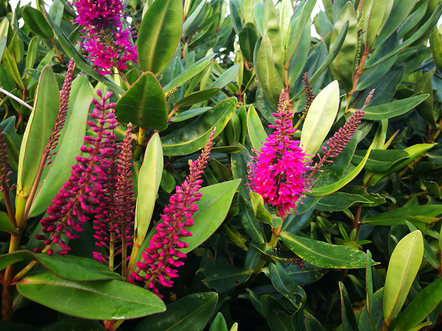 25x Hebe Wiri Gem - $4.99