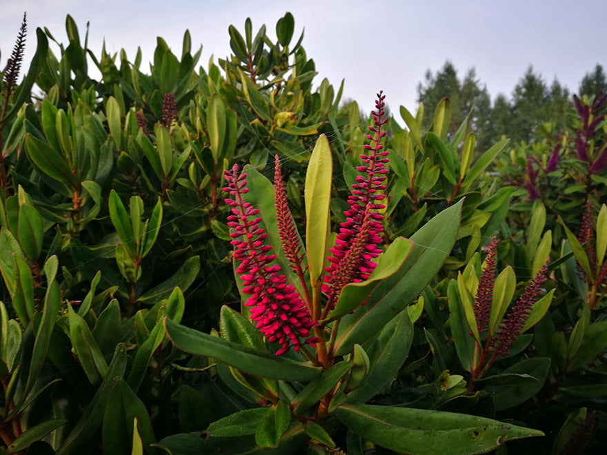 25x Hebe Wiri Gem - $4.99