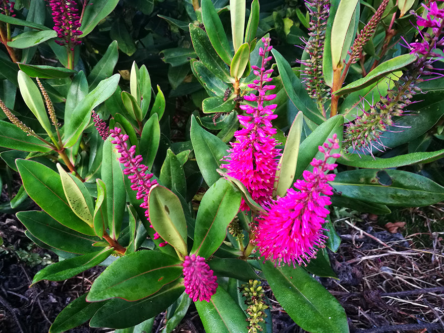 5x Hebe Wiri Gem - $5.99