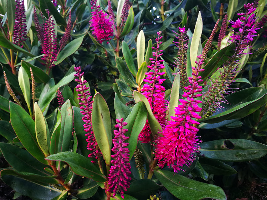 5x Hebe Wiri Gem - $5.99