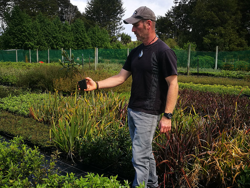 25x Hebe Wiri Gem - $4.99