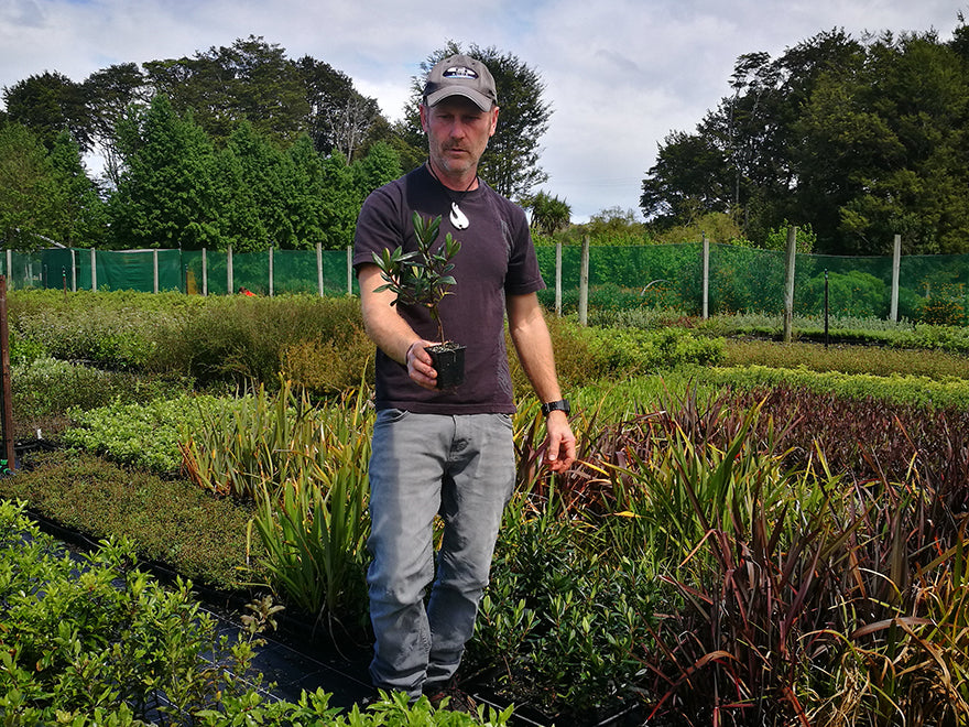 25x Hebe Wiri Gem - $4.99