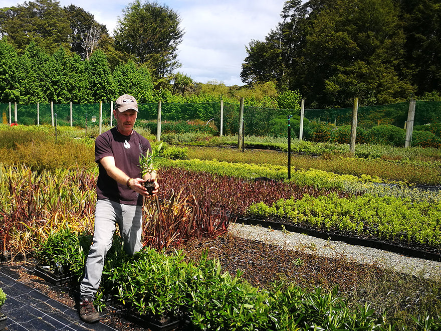 100x Hebe Wiri Grace - $3.99 each