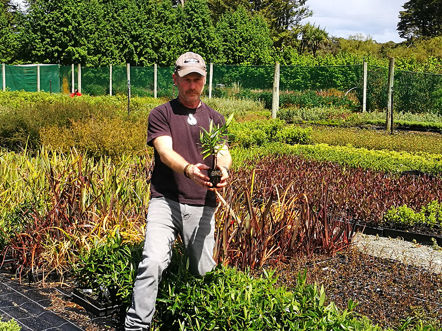 100x Hebe Wiri Grace - $3.99 each