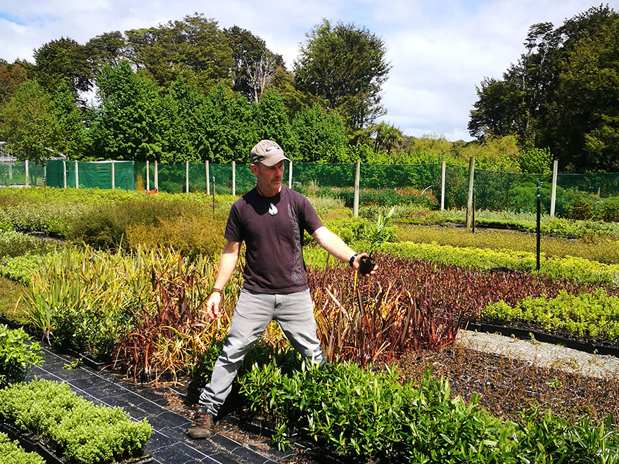 100x Hebe Wiri Grace - $3.99 each