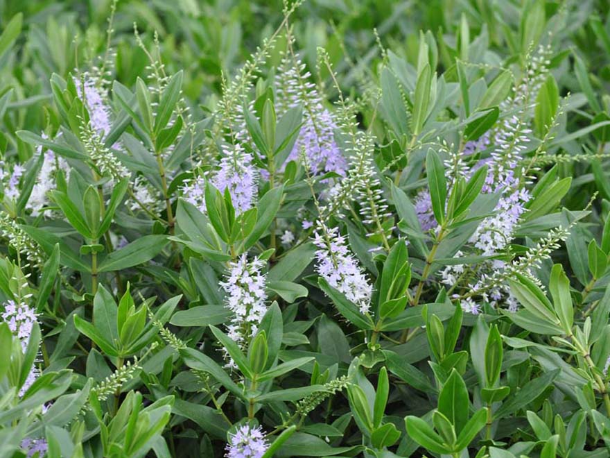 50x Surplus Native Combo - $1.99c each - Best Value