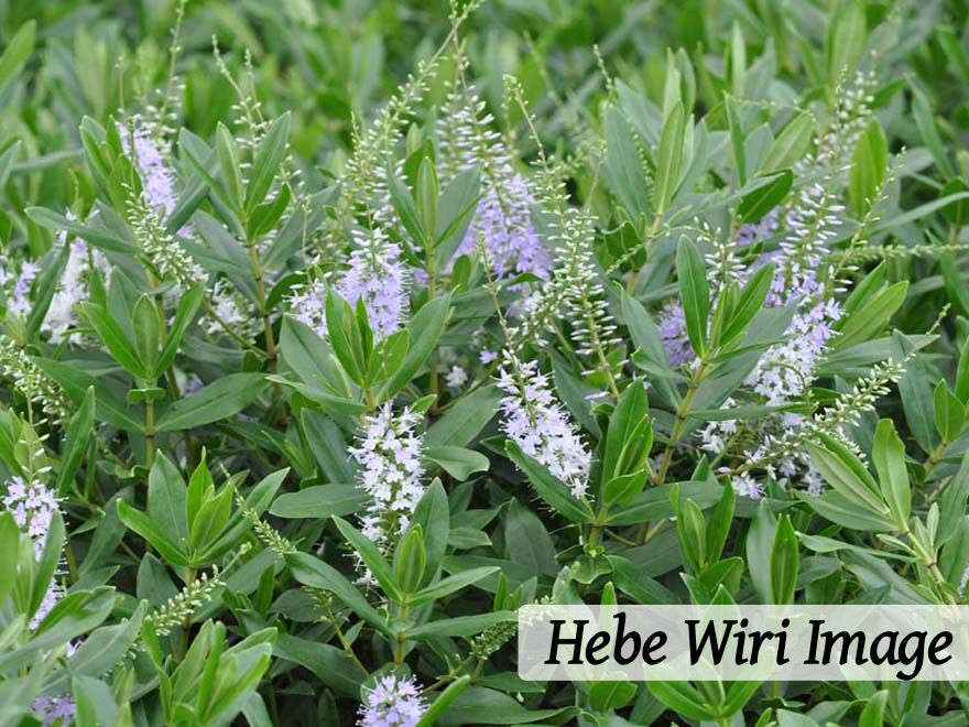 500x Surplus Native Combo - $1.99c each - Best Value