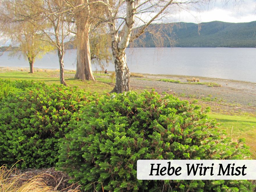 100x Super Flowering Combo - $3.99 each