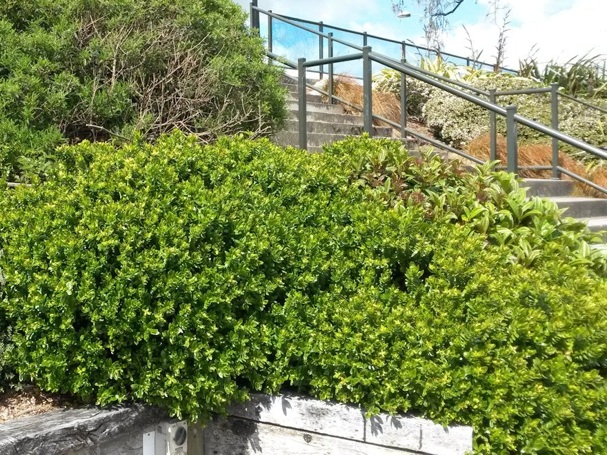 5x Hebe Wiri Mist - $5.99 each