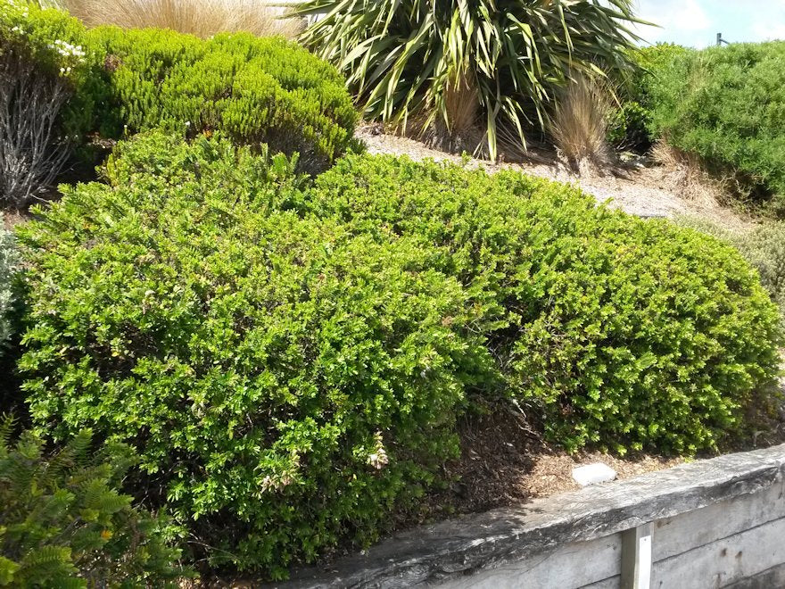 25x Super Flowering Combo  - $4.99 each