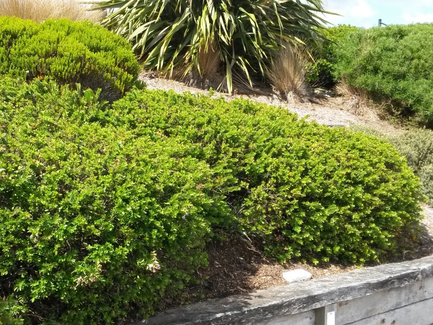 25x Hebe Wiri Mist - $4.99 each