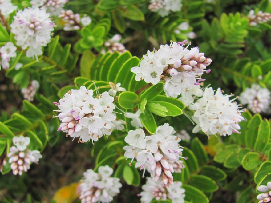 100x Super Flowering Combo - $3.99 each