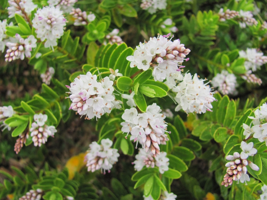 50x Super Flowering Combo  - $4.99 each