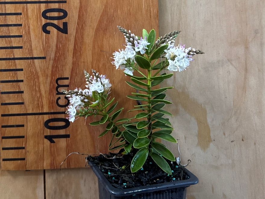100x Hebe Wiri Mist - $3.99 each