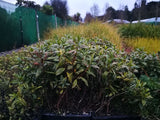 100x Super Flowering Combo - $3.99 each
