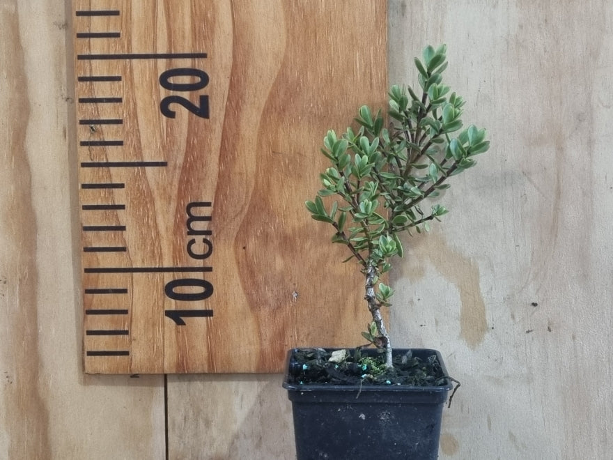 100x Hebe Youngii - $1.99 each