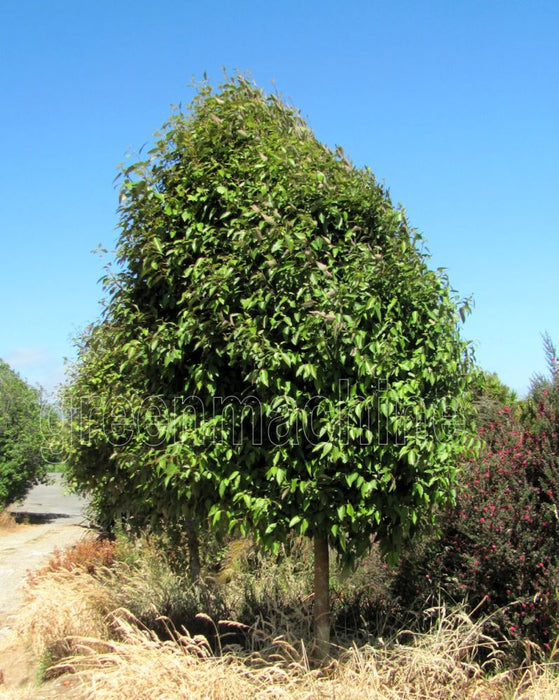 10x Lacebark - $1.99 each