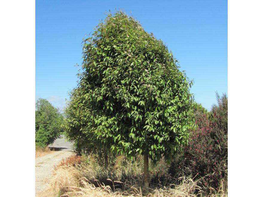 10x Lacebark - $1.99 each