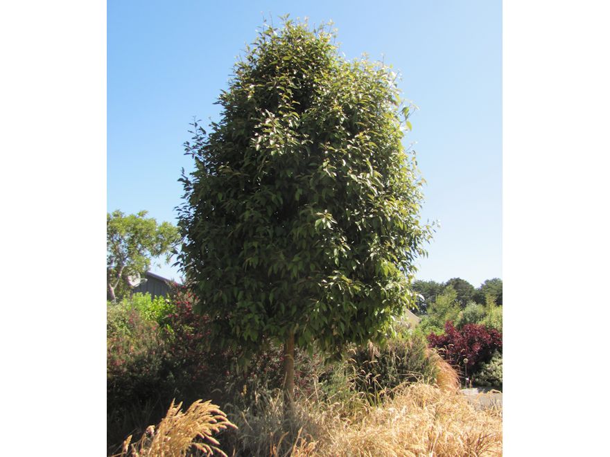 5x Lacebark - $5.99 each