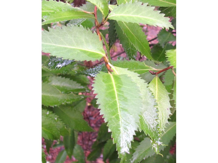 5x Lacebark - $5.99 each