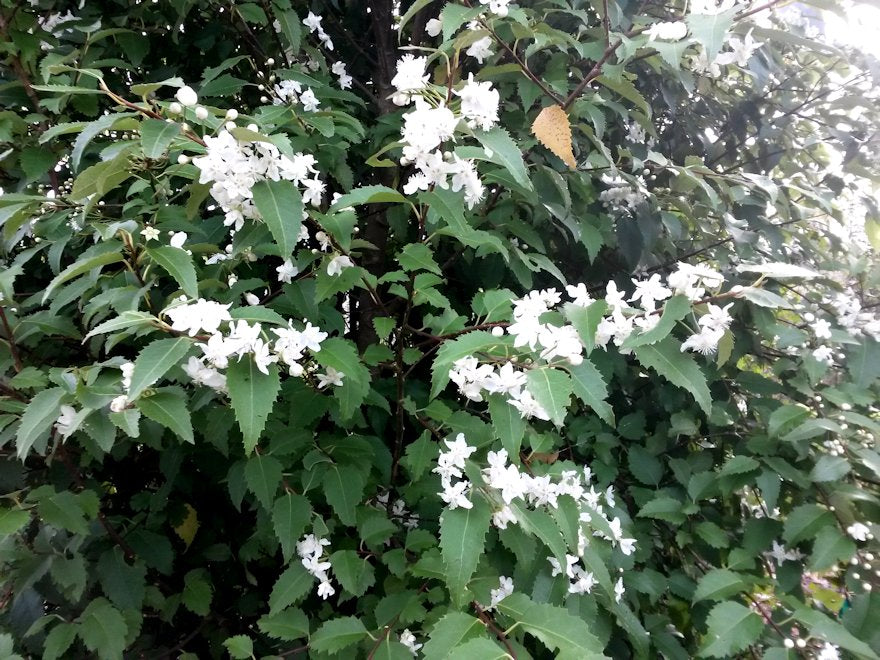 5x Lacebark - $5.99 each