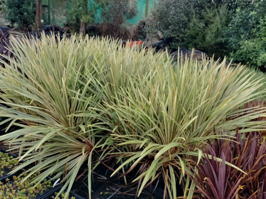 10x Cordyline Torbay Dazzler - XL Size - $9.99 each
