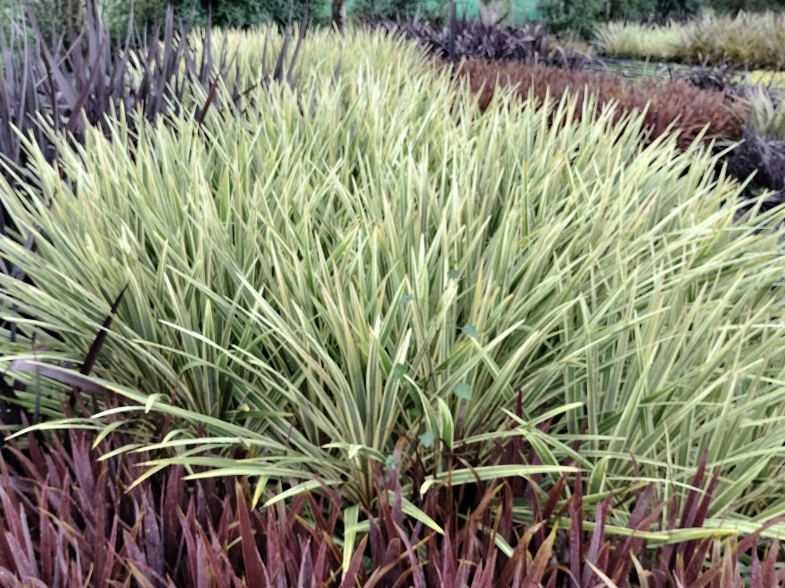 10x Cordyline Torbay Dazzler - XL Size - $9.99 each