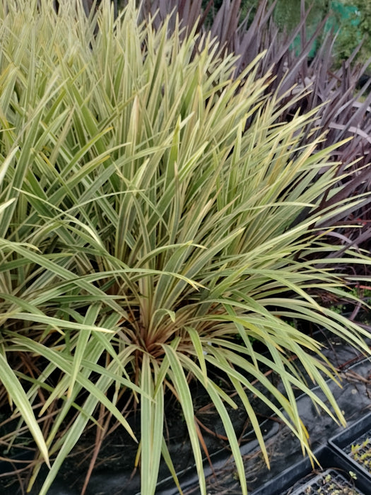 10x Cordyline Torbay Dazzler - XL Size - $9.99 each