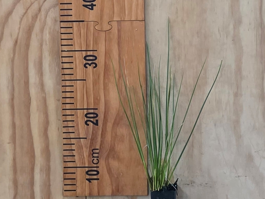Juncus pallidus