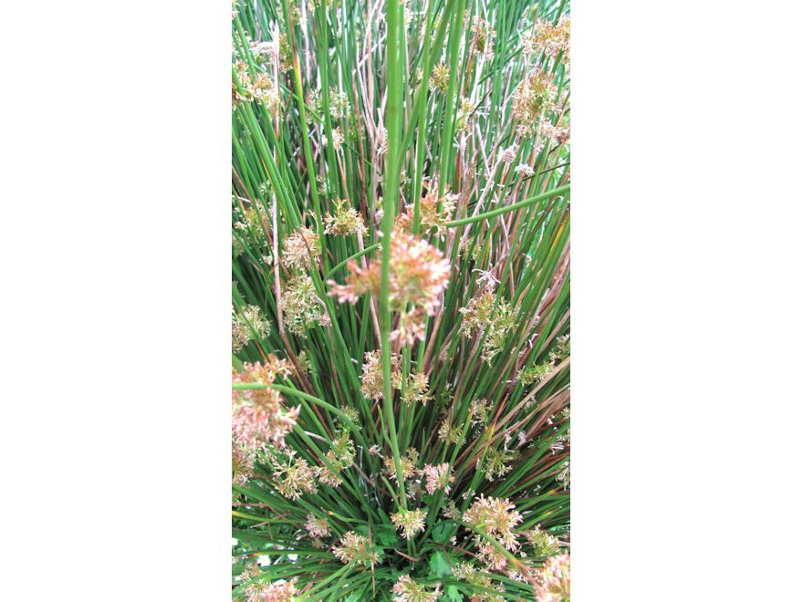 5x Juncus Edagrae - $3.99 each