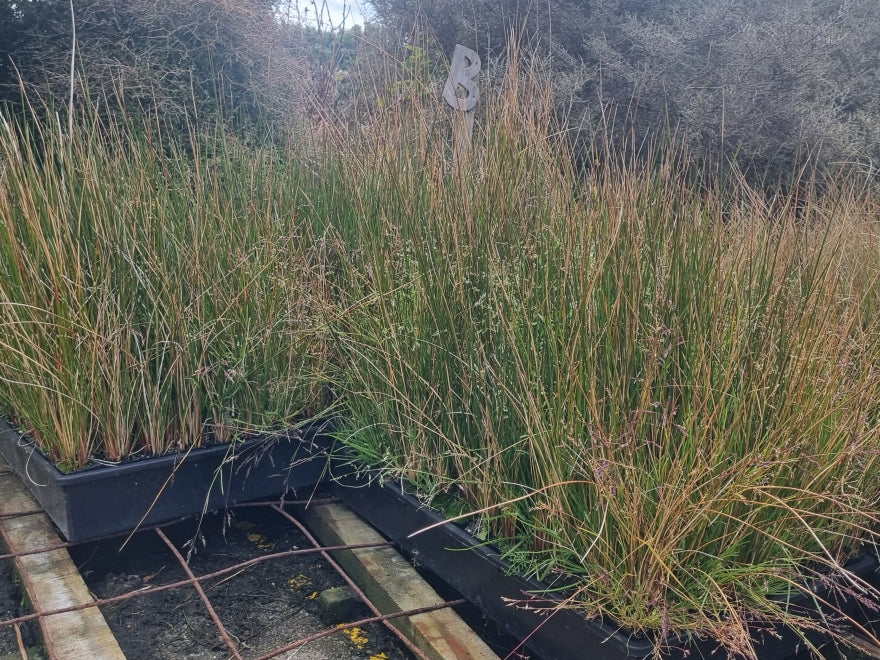 10x NZ Rush - only 99c each