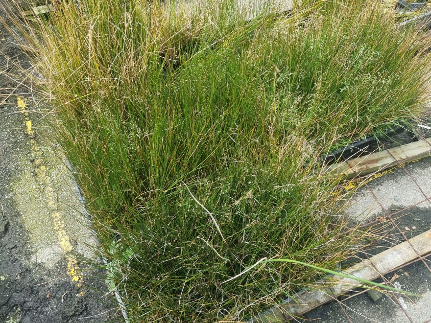 10x NZ Rush - only 99c each