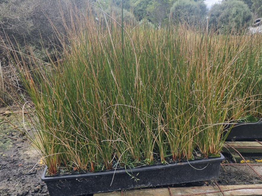 10x NZ Rush - only 99c each